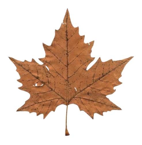 leaf